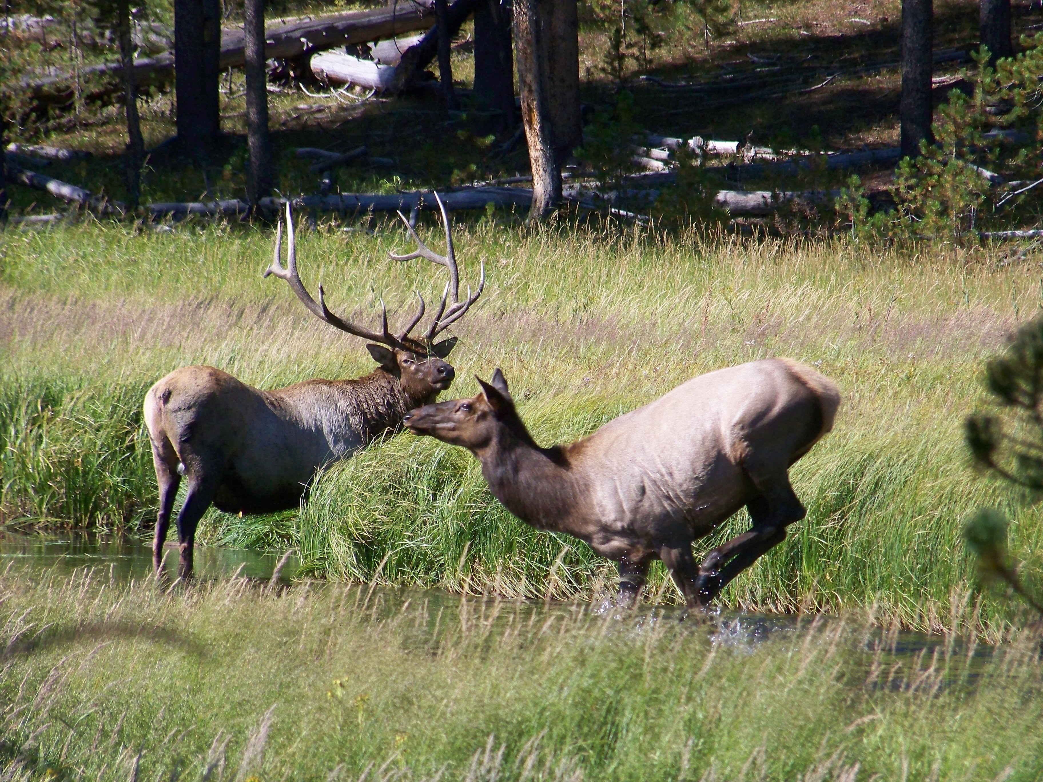 Yellowstone Bull & Cow